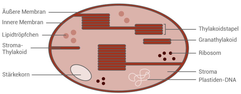 Querschnitt eines Chloroplasten mit Thylakoidstapeln, Stroma, Stärkekorn und Beschriftungen.